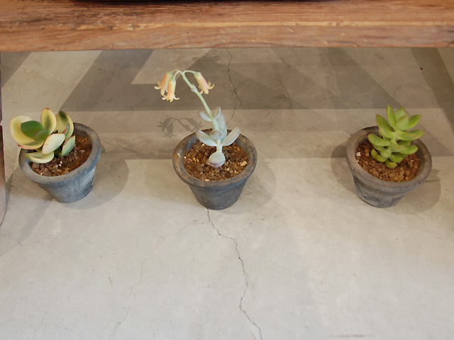 多肉ちゃん 開花