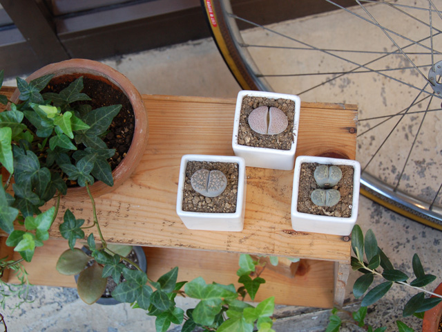 新しい多肉たち