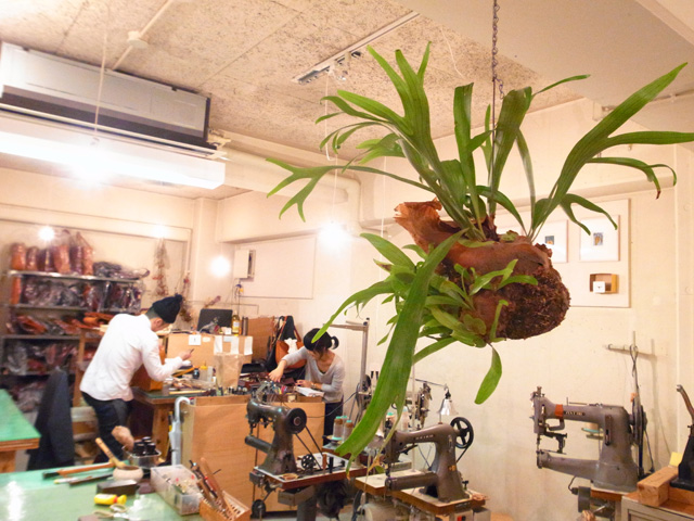 Organウィリンキー