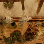 まだまだ多肉も増えてます