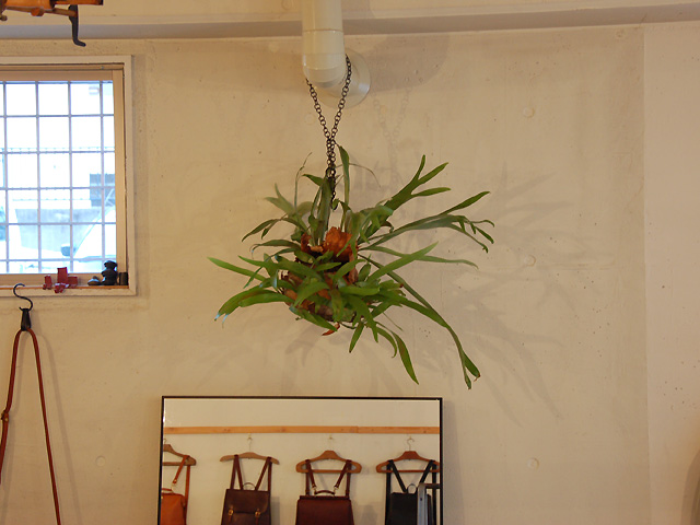 久しぶり、ウィリンキー