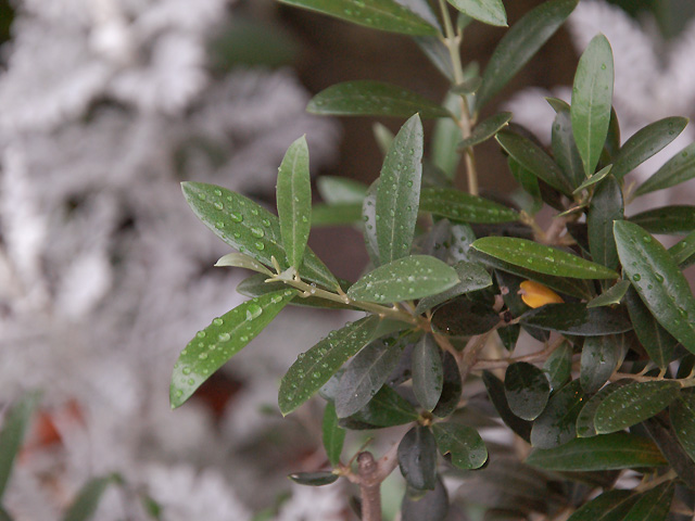 オリーブに恵みの雨