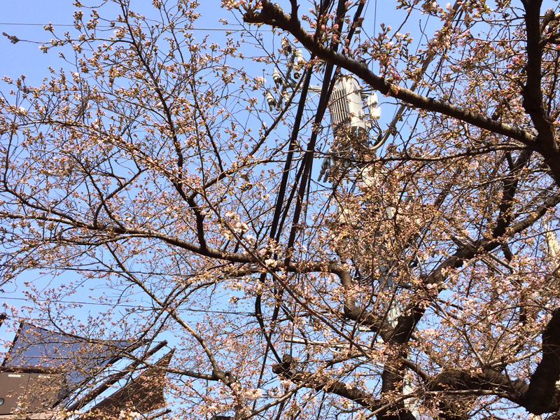 東京の桜開花