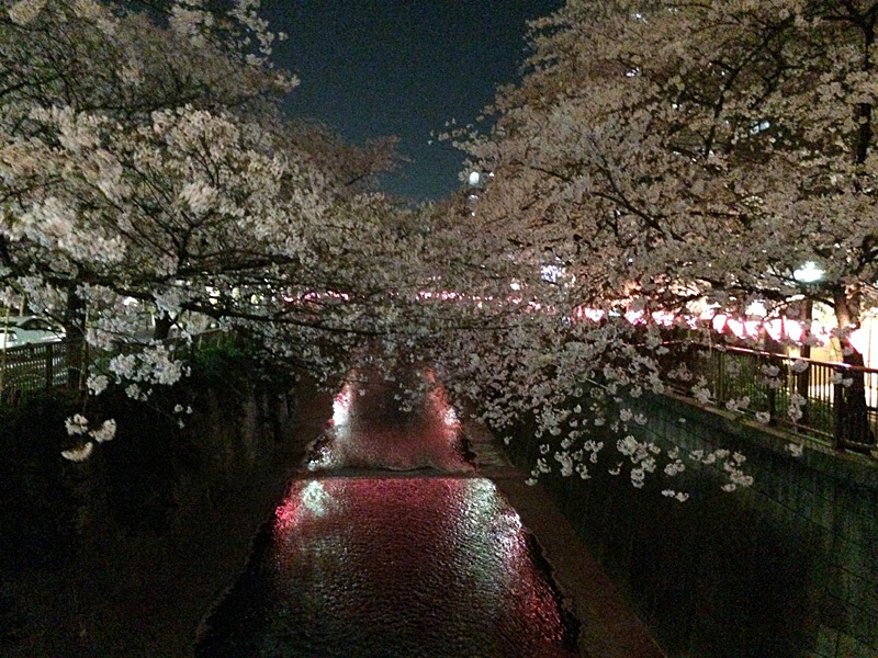 夜桜
