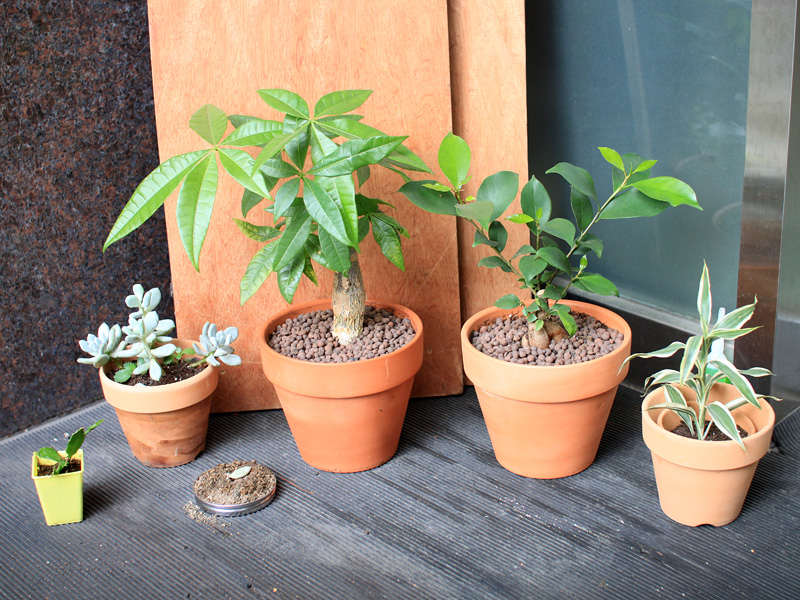 博多の森?林?村?