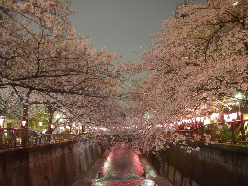 目黒川夜桜ウォーキング