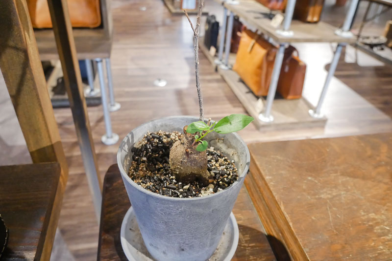 大阪店の店内植物