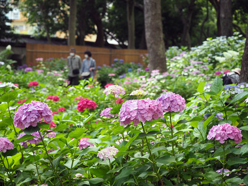 梅雨の合間のアジサイ1