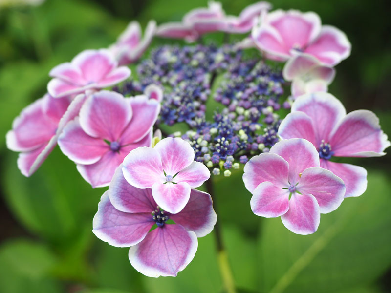 梅雨の合間のアジサイ2