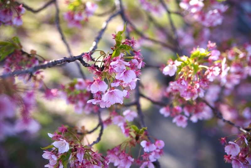 季節が変われば鞄も 冒頭