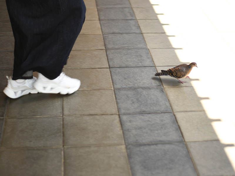 鳩を追いかける下川