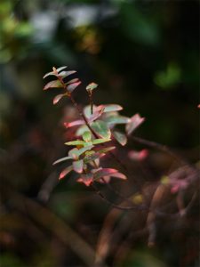 斎藤撮影の植物